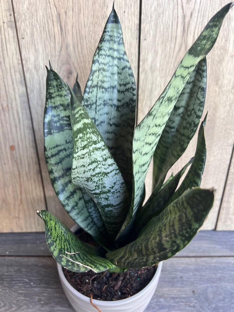 Large Sansevieria Futura Robusta Plant in 6" Pot – Easy Care Snake Plant, Air Purifying, Sansevieria trifasciata Robusta