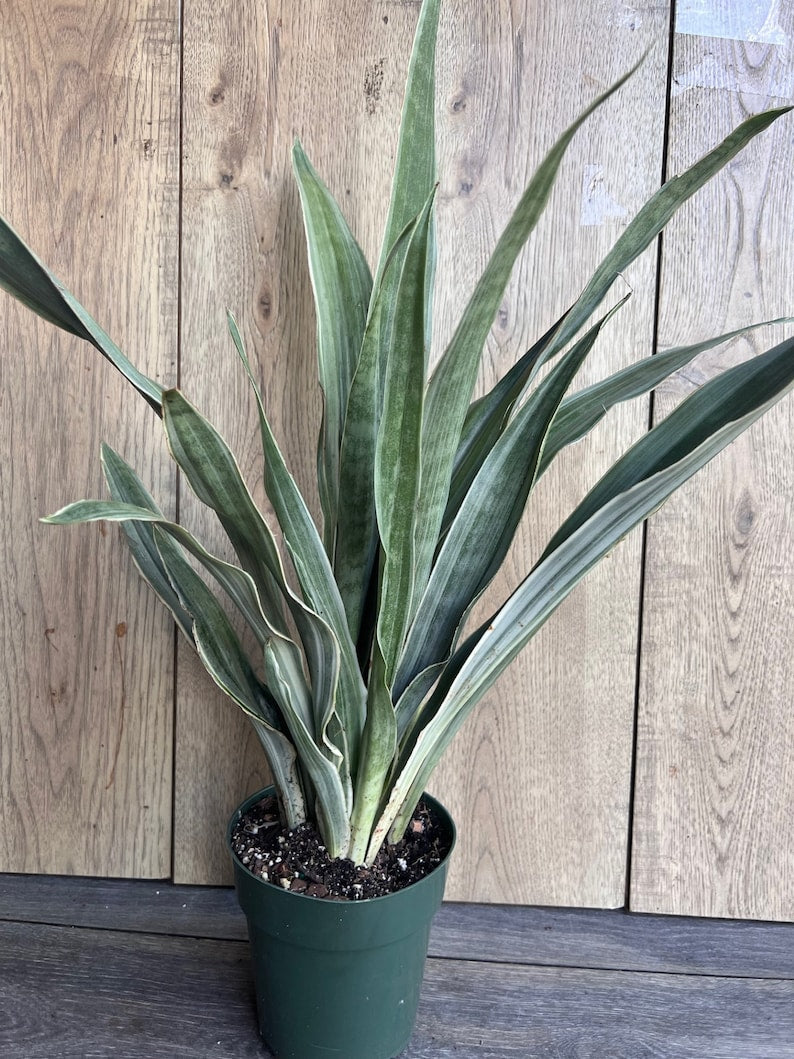 Sansevieria Sayuri Snake Plant in 6" Pot – Air Purifying Indoor Houseplant, Low Light Tolerant, Easy Care Succulent