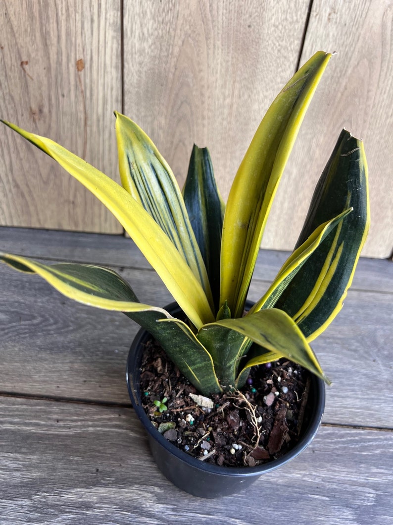 Golden Flame Sansevieria 6" Pot | Snake Plant | Sansevieria trifasciata | Low Maintenance Indoor Air Purifying Houseplant