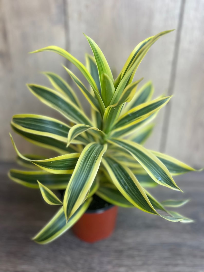 Song of India Plant 4-Inch Pot, Dracaena reflexa, Indoor Decorative Houseplant, Tropical Foliage, Green and Yellow Leaves
