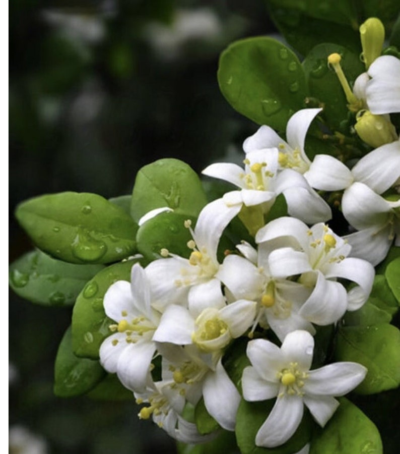 Orange Jasmine Plant in 4" Pot, Murraya paniculata, Fragrant Evergreen Shrub for Indoor Outdoor Gardens