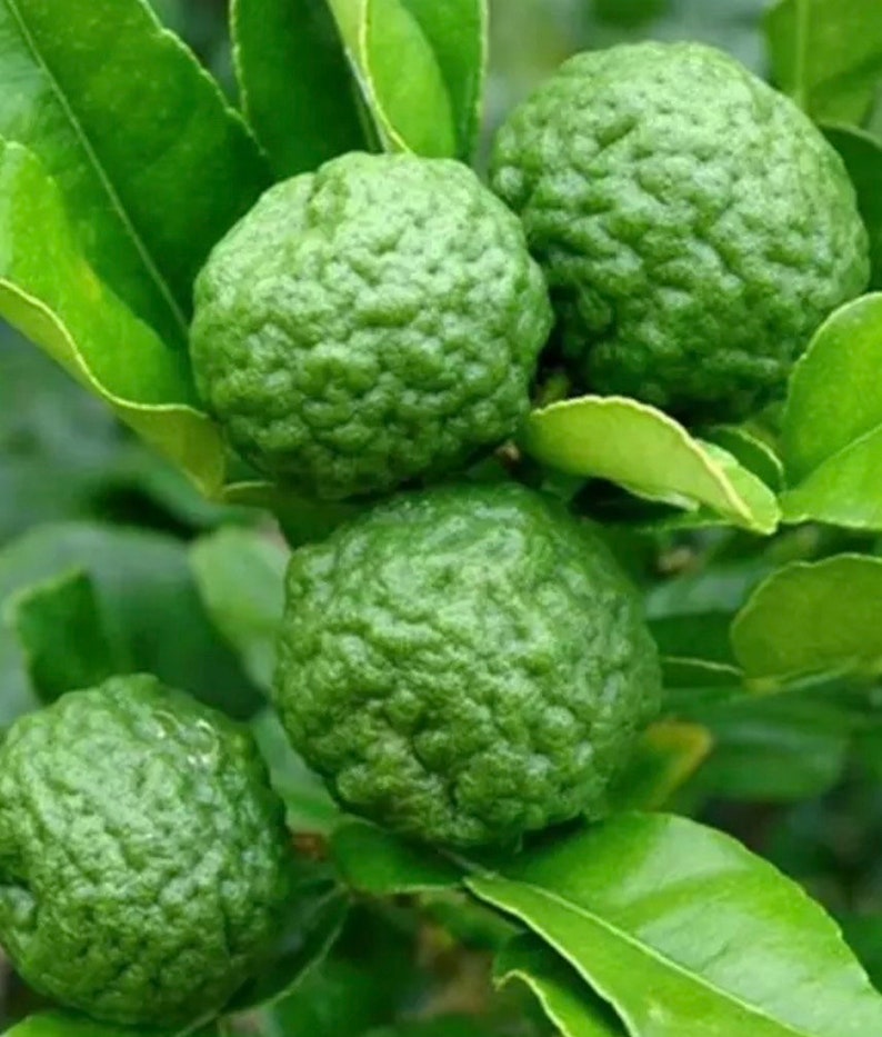Kaffir Lime Tree 1/2 Gallon Pot Citrus Hystrix Aromatic Leaves for Cooking Thai Lime Jeruk Purut