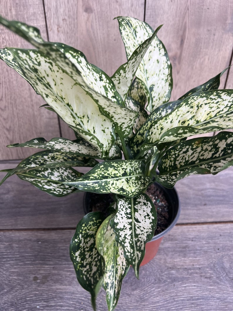 First Diamond Aglaonema Plant in 6" Pot - White Leaves with Green Speckles, Indoor Air Purifying Houseplant