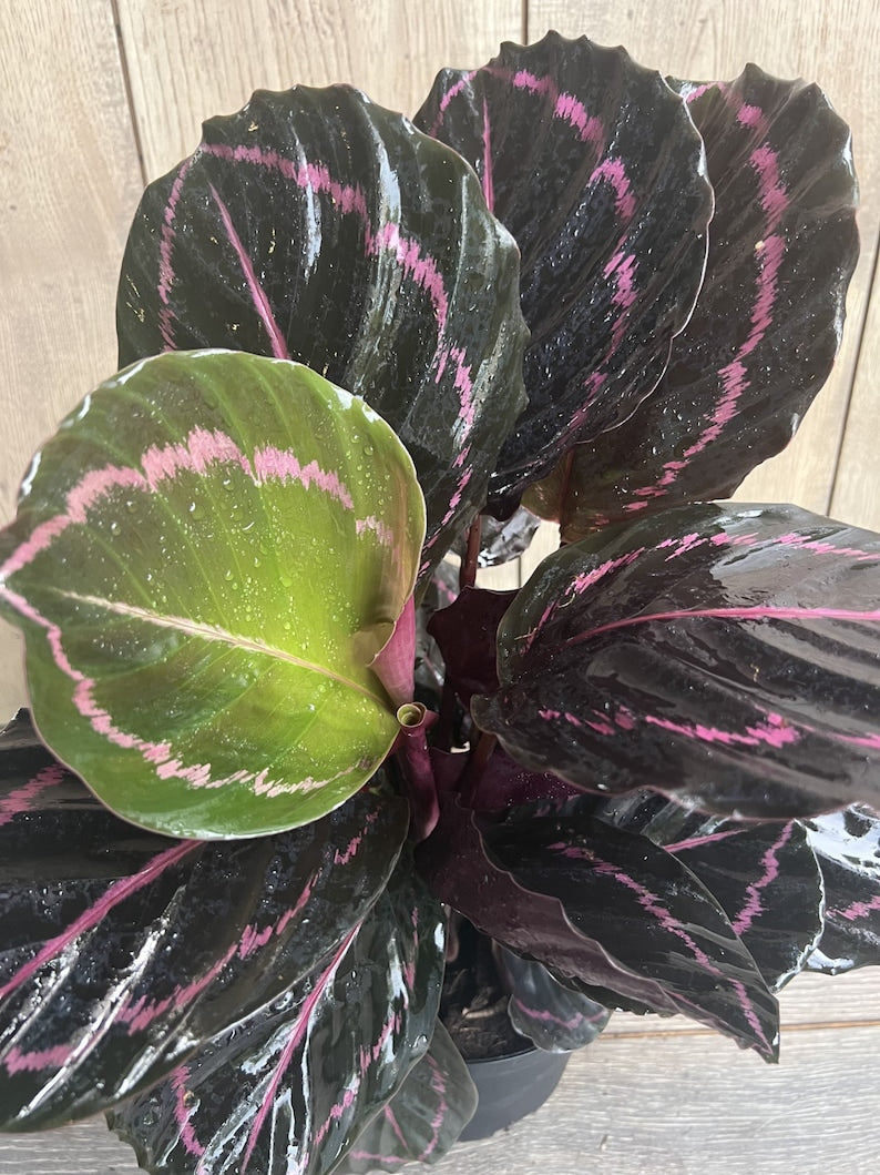 Calathea Dottie Plant in 6" Pot | Black Leaves with Pink Halo | Non-Toxic Indoor Houseplant | Maranta Family