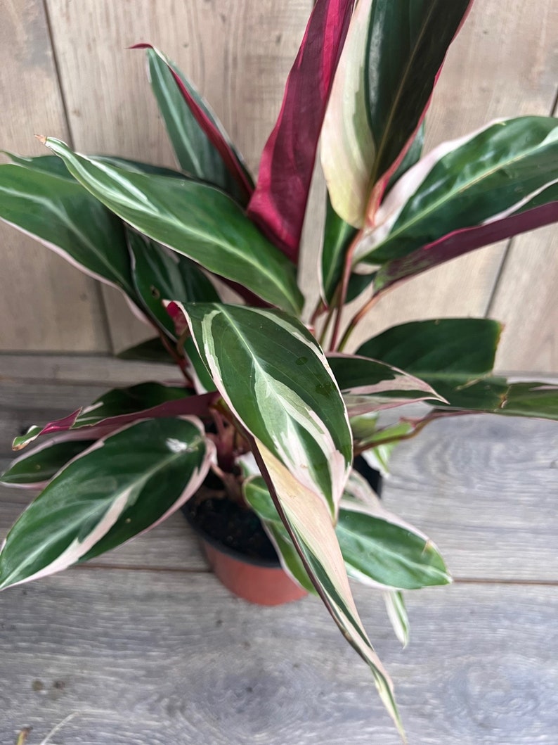 Calathea Stromanthe Triostar Houseplant in 6" Pot | Variegated Prayer Plant with Pink and Cream Leaves | Easy Care Indoor Greenery