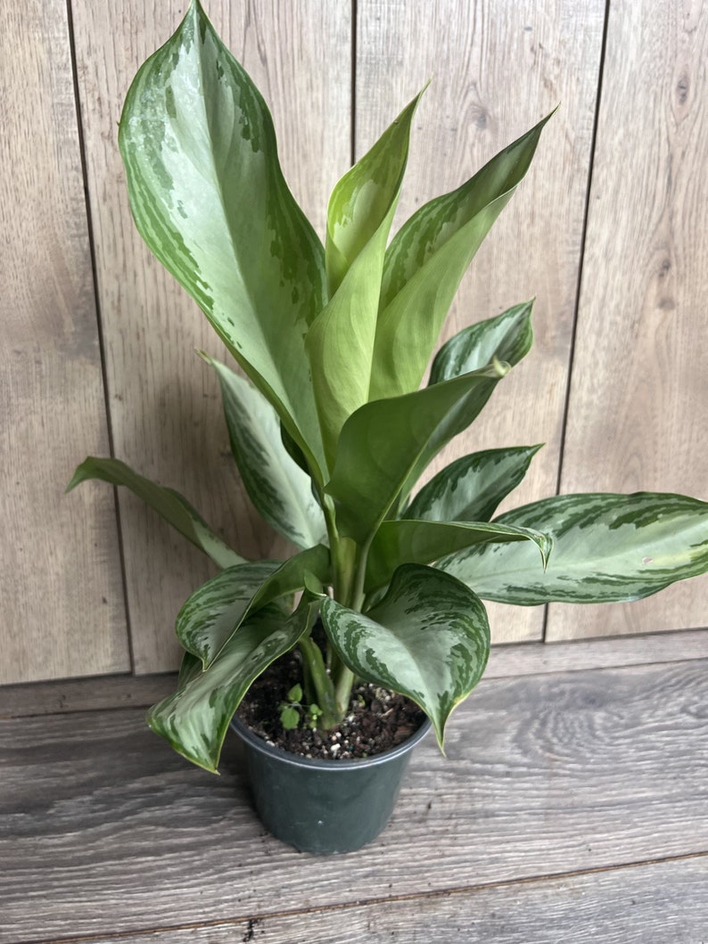 Aglaonema Silver Bay Plant 6-Inch Pot, Low Maintenance Chinese Evergreen, Aglaonema commutatum Indoor Plant