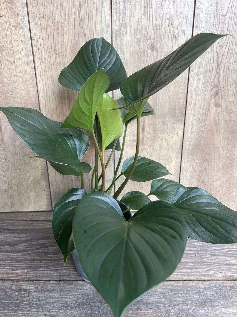 Homalomena Emerald Gem Plant in 6" Pot | Low Light Indoor Houseplant | Tropical Greenery | Homalomena spp.