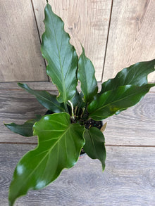 Anthurium Plowmanii Houseplant 6" Pot with Colorful Foliage & Unique Flowers | Tropical Indoor Plant