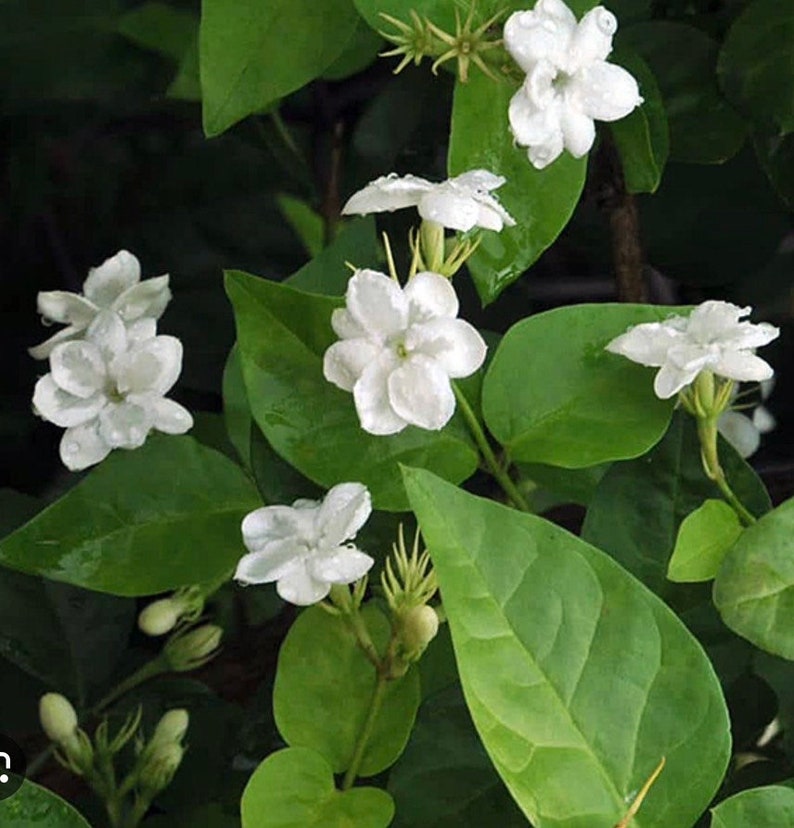 Sambac Arabian Jasmine Live Plant 4" Pot, Fragrant White Flowers, Jasminum sambac, Indoor Outdoor Shrub