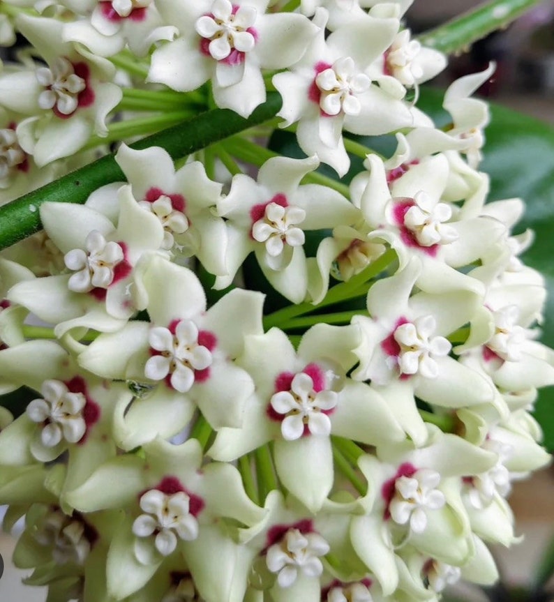Hoya Australis Lisa Climbing Vine Plant in 6" Pot with Fragrant White Flowers - Epiphytic Houseplant