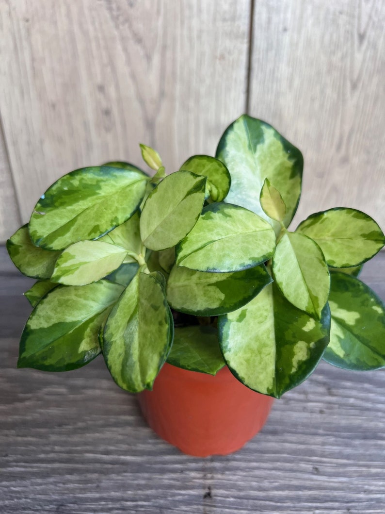 Hoya Australis Lisa Variegated Plant in 4-Inch Pot, Indoor Vining Wax Plant with Beautiful Foliage & Blooms
