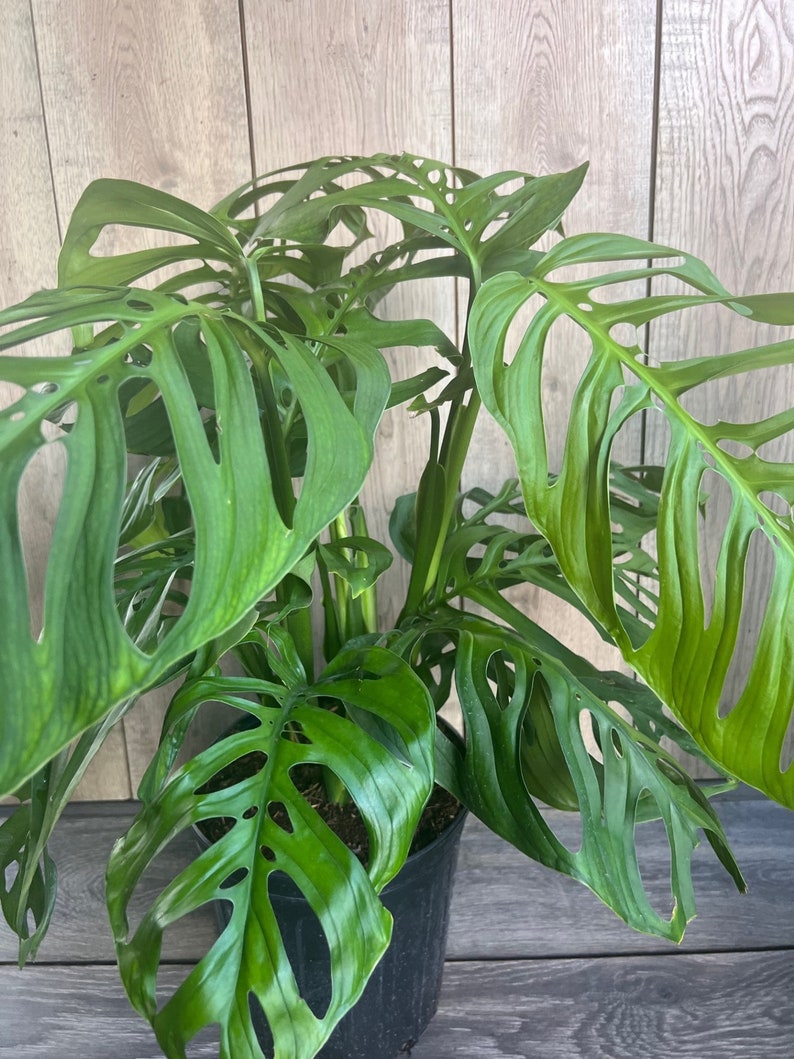 Large Monstera Esqueleto Plant in 10" Pot | Monstera epipremnoides with Fenestrated Leaves