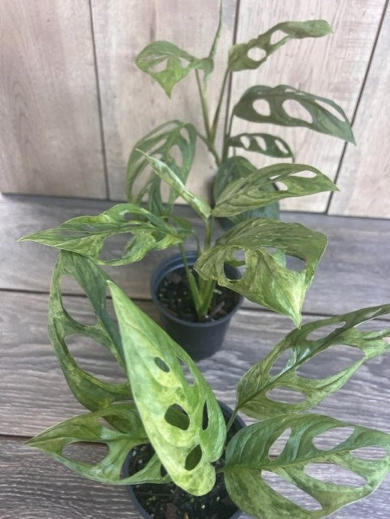 Variegated Monstera Adansonii Mint Plant in 4" Pot | Rare Indoor Houseplant with 4-5 Leaves | Tropical Decor