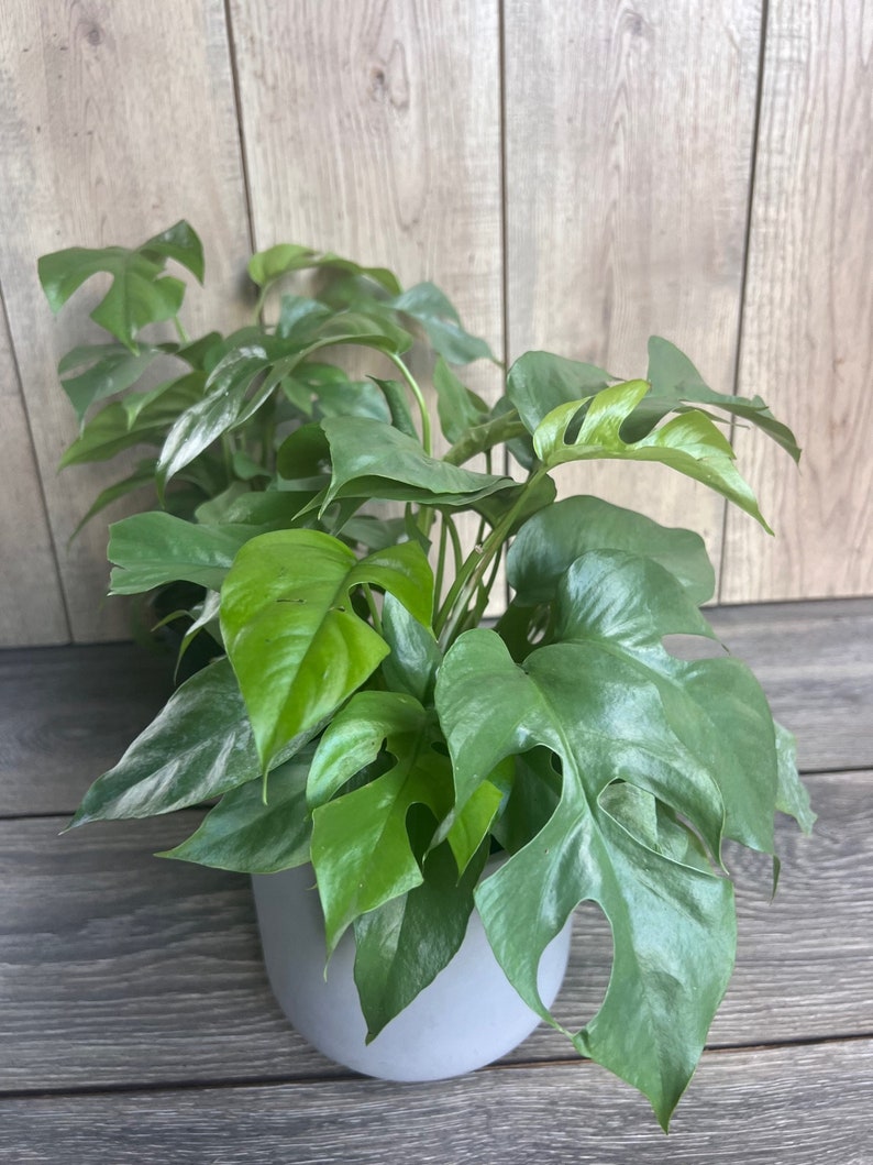 Mini Monstera Plant in 6" Pot, Rhaphidophora tetrasperma, Dwarf Monstera, Indoor Climbing Plant, Easy Care Tropical Houseplant
