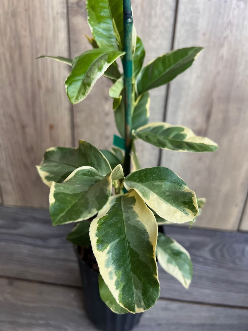 Variegated Pink Lemon Tree in 1/2 Gallon Pot | Citrus limon 'Eureka Variegated' | Pink-Fleshed Lemons for Garden or Container