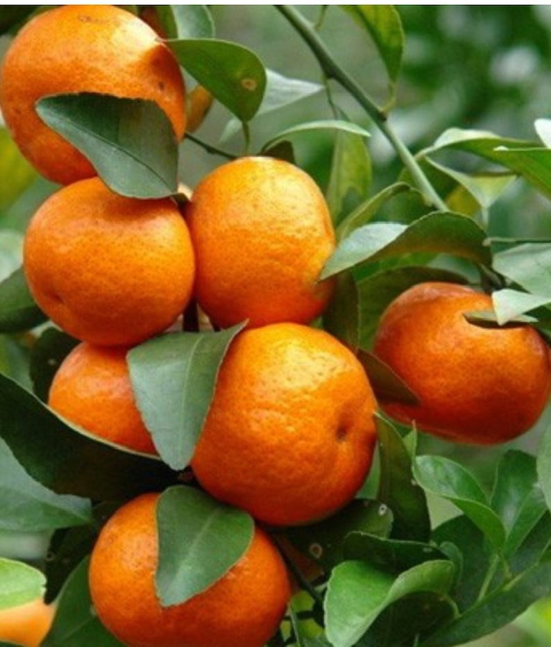Cara Cara Orange Tree Grafted in 1/2 Gal Pot | Citrus sinensis | Seedless, Pink Flesh, Florida Shipping
