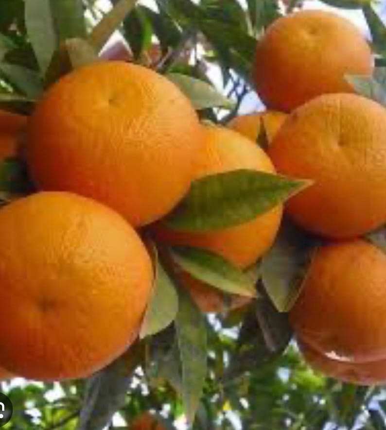 Sunburst Tangerine Tree Grafted Citrus in 1/2 Gallon Pot, Citrus reticulata, Compact, Sweet & Juicy, Florida Shipping Only
