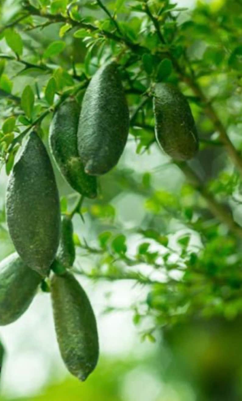 Finger Lime Tree 1/2 Gallon Pot Microcitrus australasica Air Layered Unique Citrus Caviar Plant