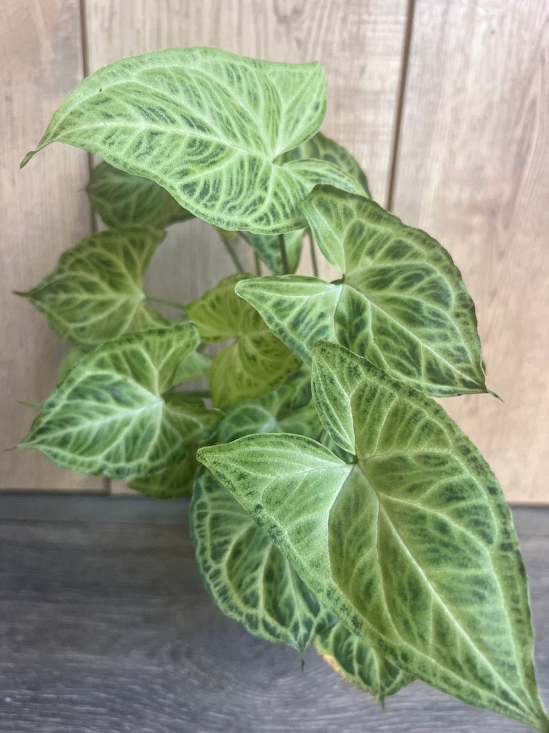 Syngonium Batik Plant in 4" Pot – Green & White Veined Foliage – Easy Care Houseplant – Syngonium podophyllum