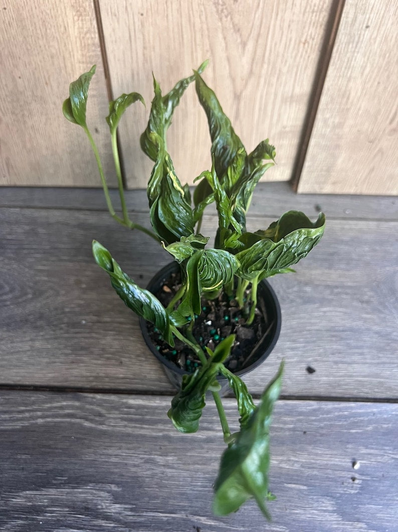 Epipremnum Aureum 'Shangri La' Indoor Houseplant - 4 Inch Pot with Curled Dark Green Leaves