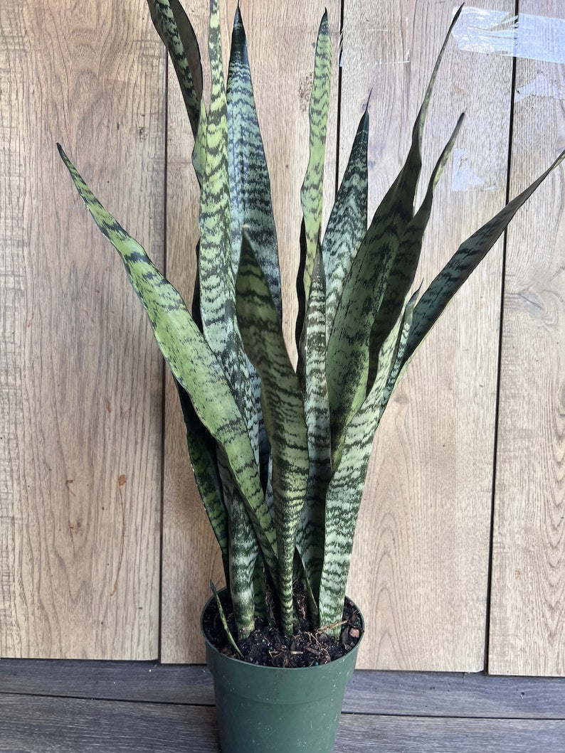 Sansevieria Zeylanica Snake Plant in 6" Pot - Indoor Air Purifying Houseplant - Low Light Tolerant, Drought Resistant, Modern Decor