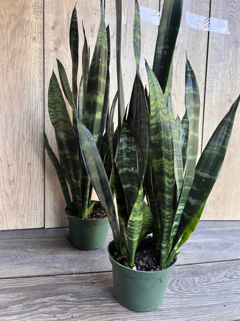 Sansevieria Black Coral Plant in 4" Pot – Air Purifying Snake Plant, Low Light Indoor, Durable Sansevieria trifasciata