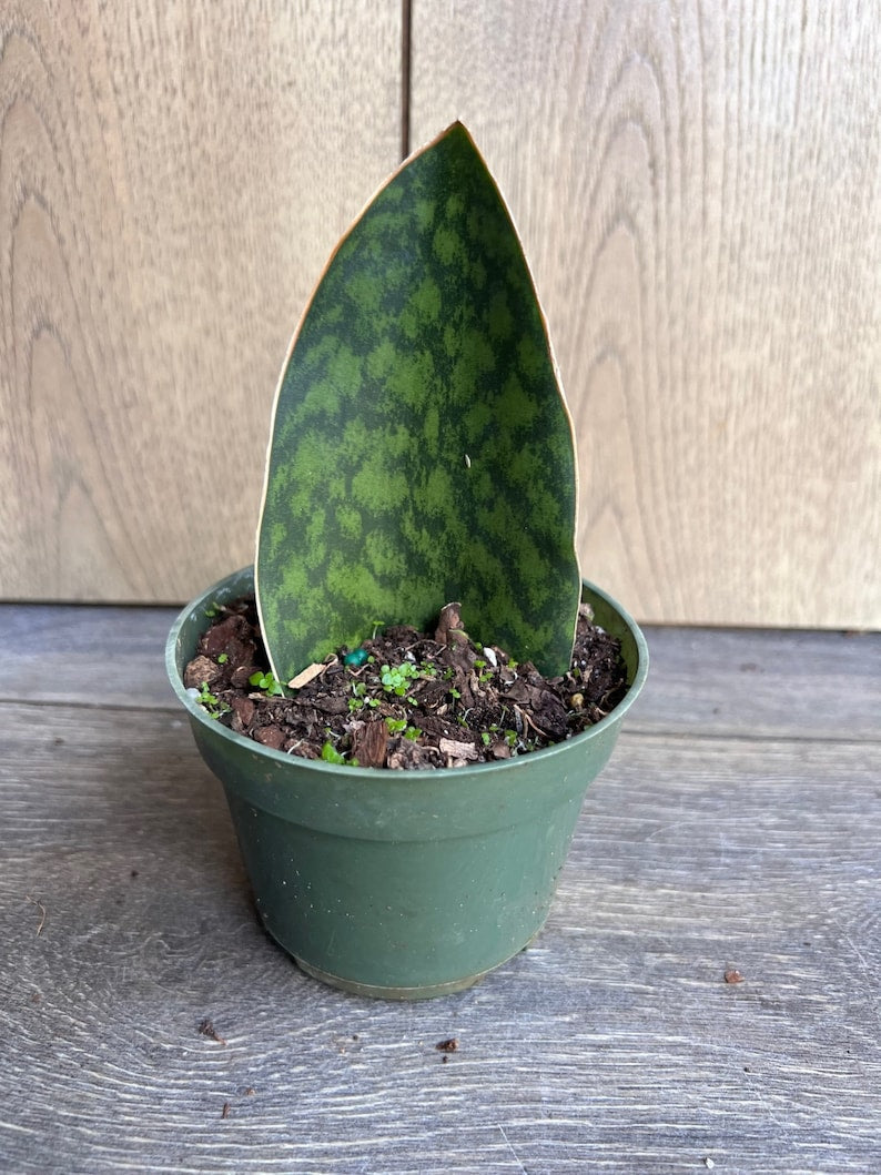 Sansevieria Whale Fin Snake Plant in 6" Pot | Masoniana Indoor Air Purifier Low Maintenance