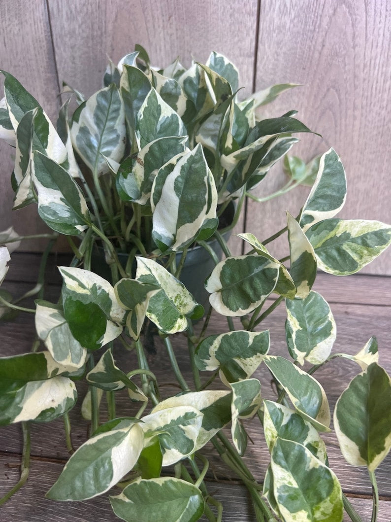 N’Joy Pothos Plant in 6" Pot, Variegated Epipremnum aureum, Low-Maintenance Indoor Houseplant for Home & Office Decor