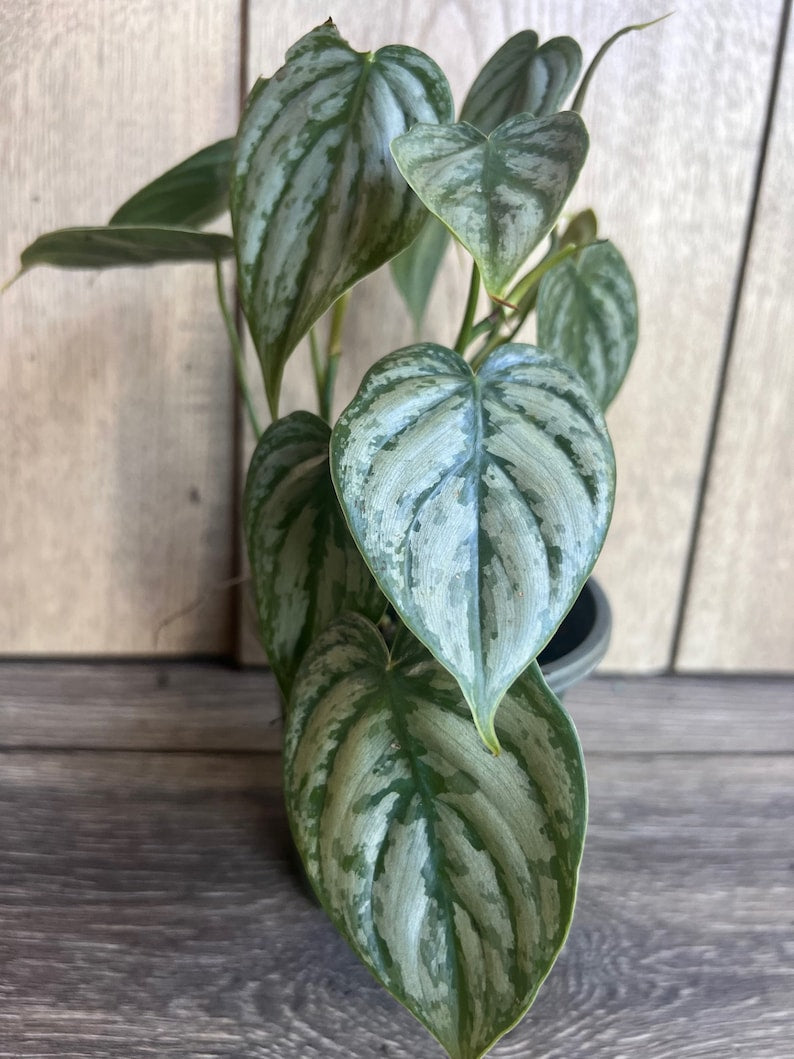Philodendron Brandi 4-Inch Pot, Heart-Shaped Leaves, Dark Green & Silver Splashes, Philodendron Brandtianum Indoor Plant