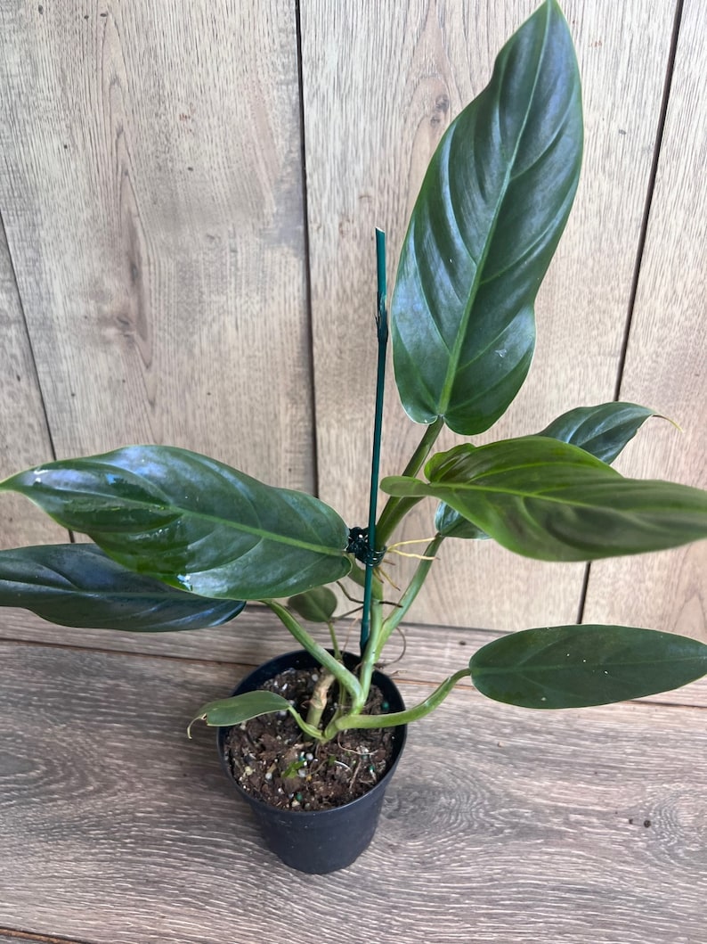 Philodendron Subhastatum Plant in 5" Pot | Rare Tropical Climber with Red Undersides | Indoor Houseplant