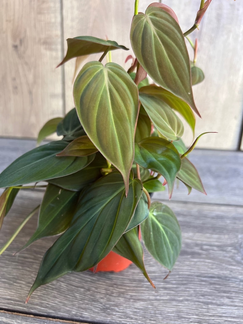 Philodendron Micans 4" Pot | Velvet Leaf Trailing Houseplant | Easy Care Indoor Plant | Climbing or Hanging | Philodendron hederaceum var. micans