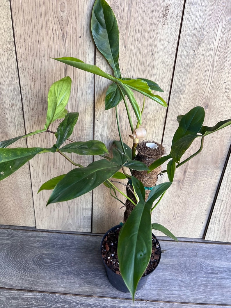 Philodendron 69686 Indoor Houseplant 6" Pot, Tropical Greenery, Easy Care Philodendron sp. MOBOT