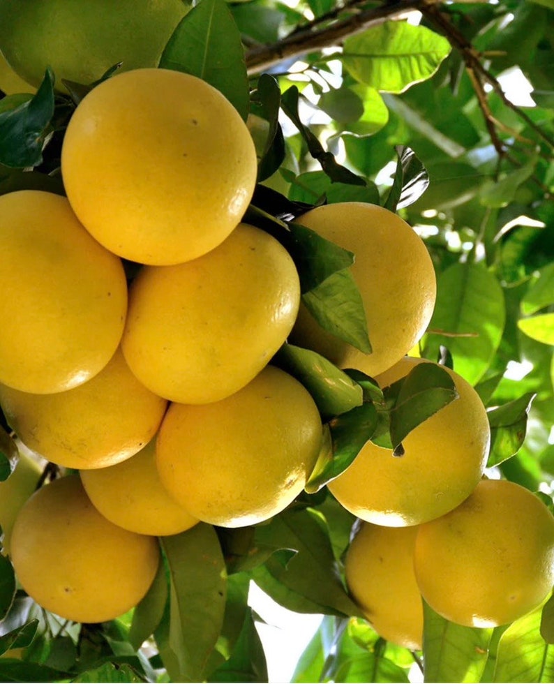Star Ruby Grapefruit Tree in 1/2 Gal Grafted Citrus Pot | Florida Shipping | Citrus paradisi