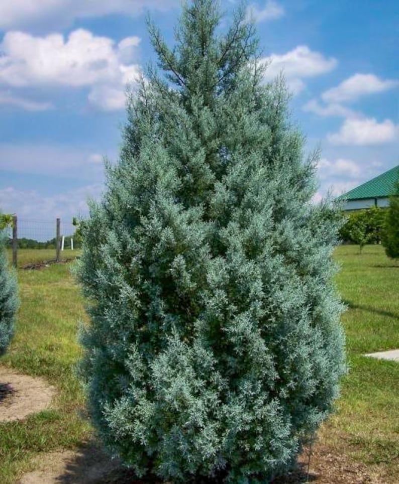 Carolina Cypress Trees 4" Containers – Fast Growing Evergreen for Zones 7-9 – Taxodium distichum – Set of 2