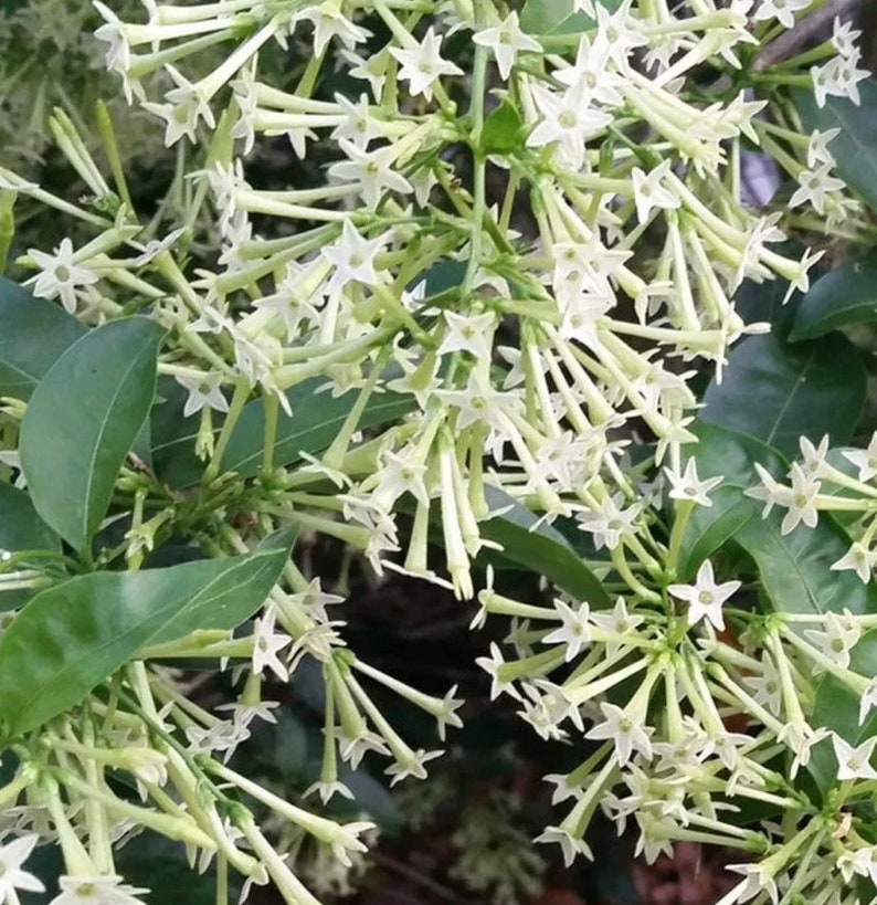 Night Blooming Jasmine Plant in 6" Pot, Cestrum nocturnum, Fragrant White-Yellow Flowers, Full Sunlight, Garden or Indoor