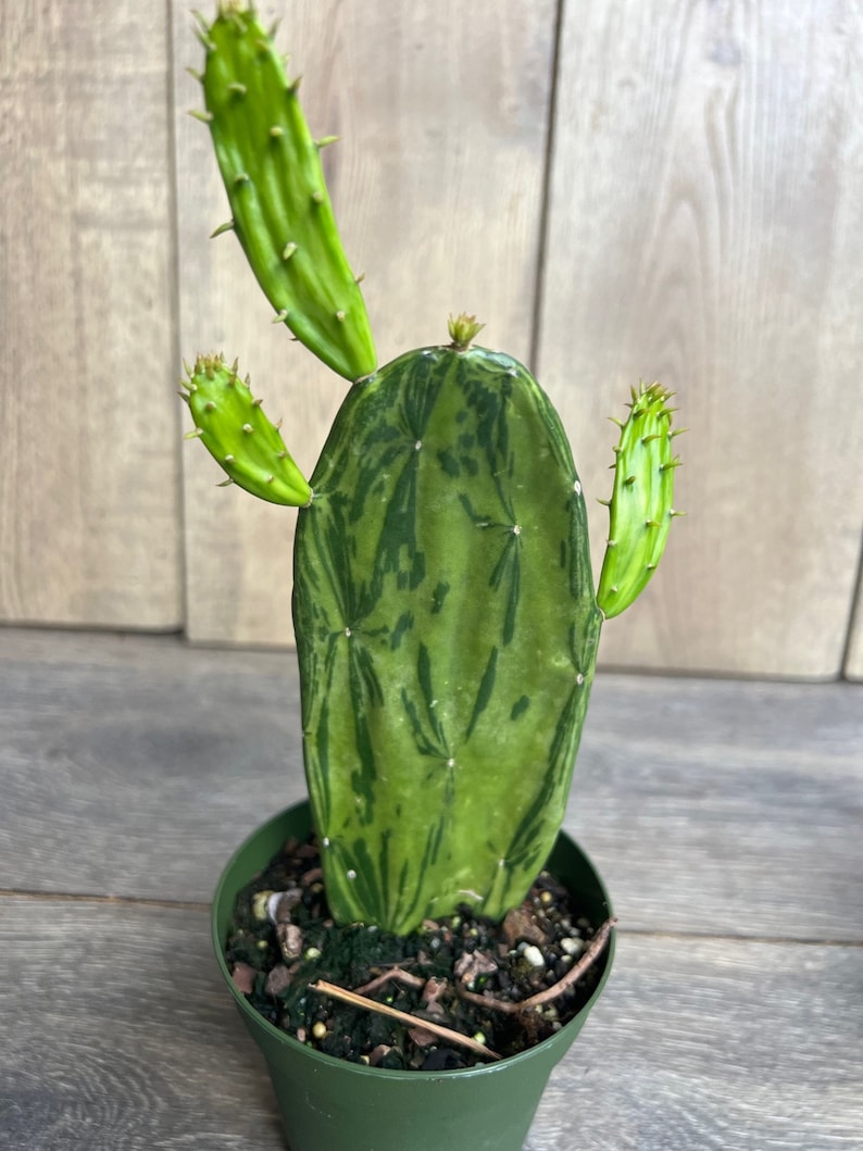 Variegated Opuntia Cactus 6" Pot | Prickly Pear | Edible Houseplant | Opuntia ficus-indica | Unique Variegated Pads
