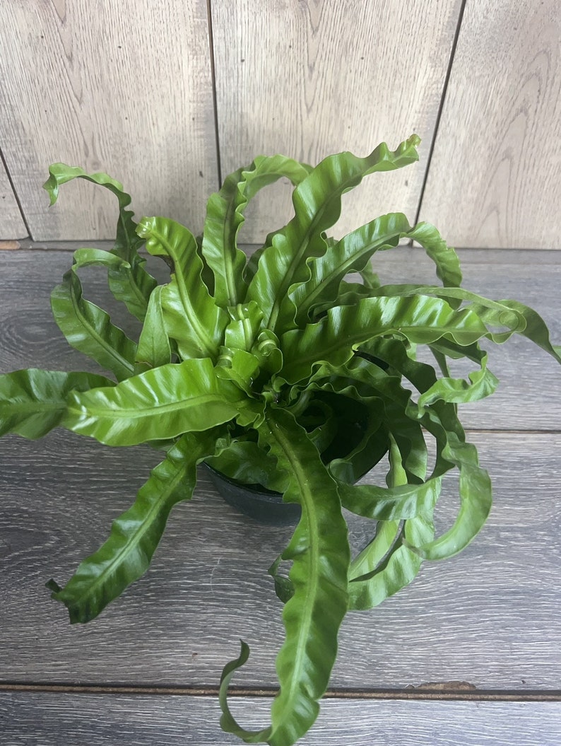 Hurricane Bird Nest Fern 6" Pot Asplenium nidus Twisted Foliage Indoor Air Purifying Plant