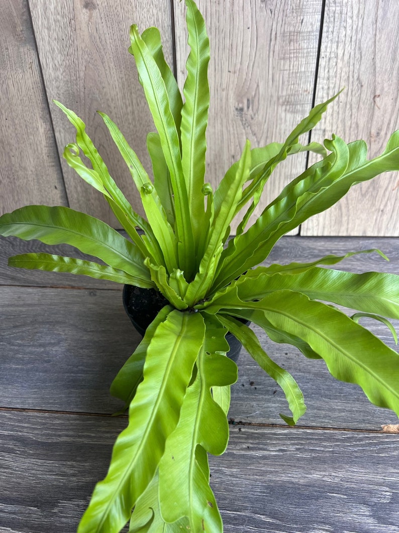 Bird Nest Fern 6" Pot, Asplenium nidus, Indoor Low Light Fern, Easy Care Houseplant, Tropical Greenery