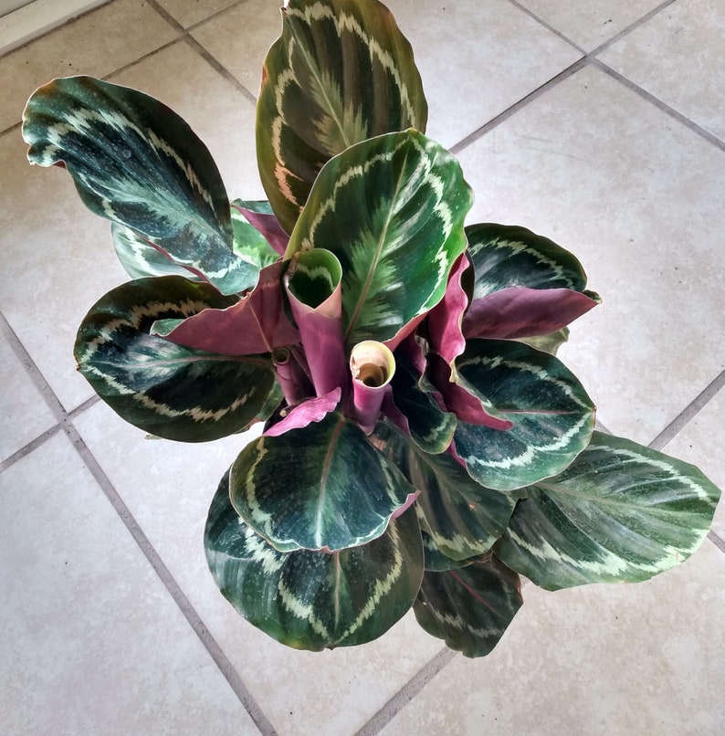 Calathea Medallion Plant - Small Rooted Indoor Houseplant with Free Cutting - Calathea veitchiana, Easy Care, Vibrant Foliage