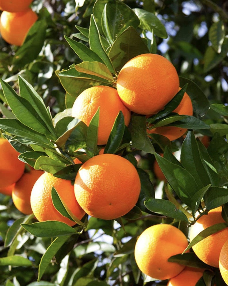 Washington Navel Orange Tree in 1/2 Gallon Pot | Grafted Citrus | Seedless Sweet Orange | Citrus sinensis
