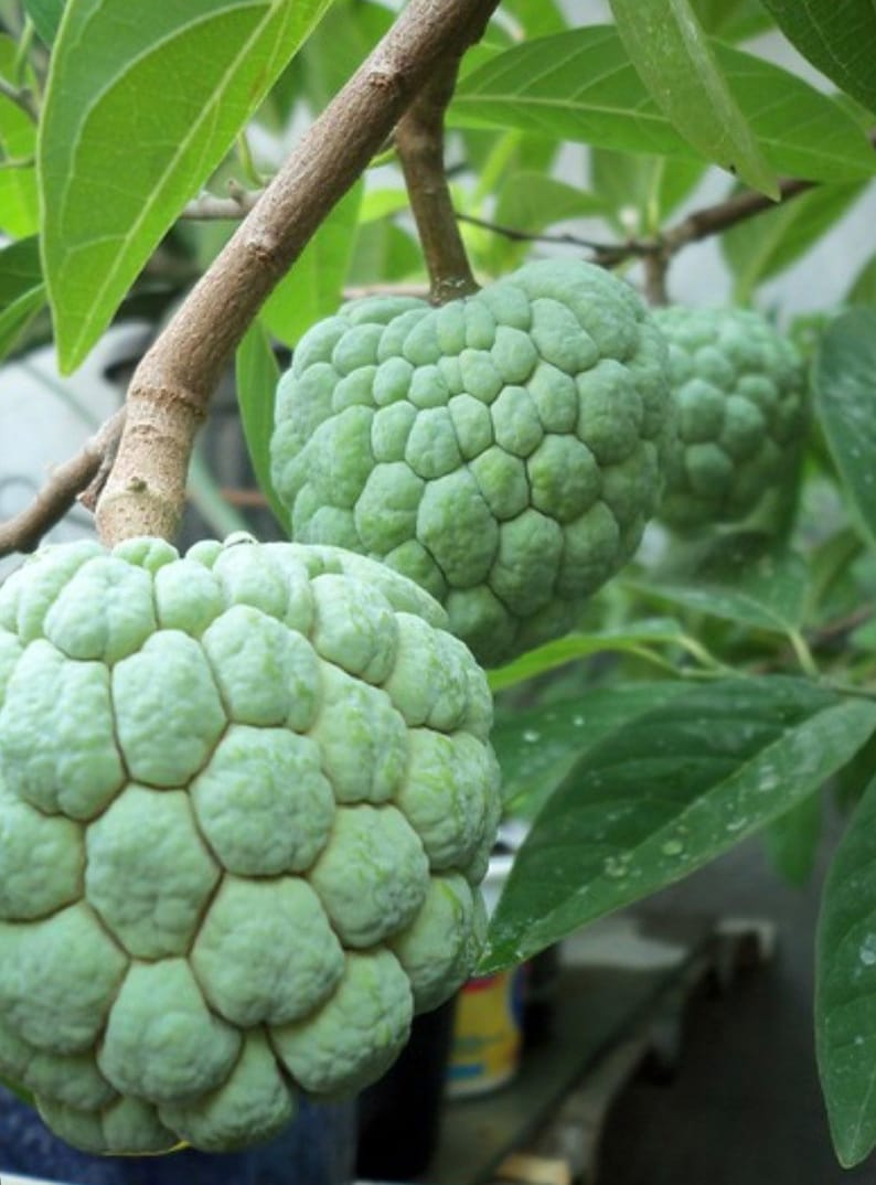 Sugar Apple Plant in 1/2 Gallon Pot, Annona Squamosa, Fruit Tree, Custard Apple, Edible Fruit, Container Garden
