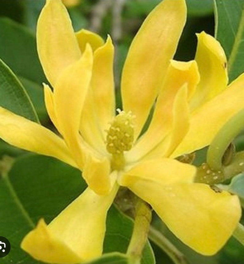 Yellow Magnolia Champaca Plant 4" Pot | Joy Perfume Tree Michelia champaca