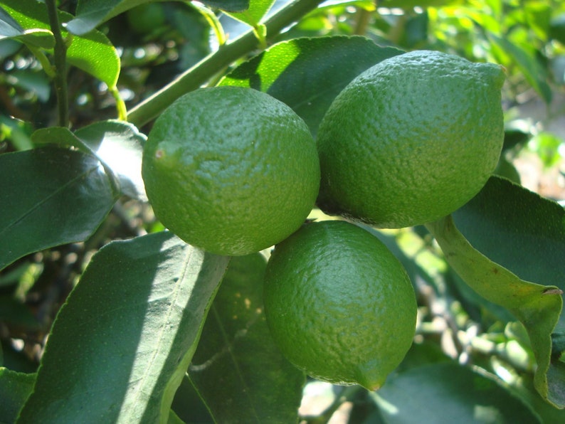 Persian Lime Tree 1/2 Gallon Pot, Grafted Citrus x Latifolia, Bearss Lime, Seedless, Drought Tolerant, Florida Shipping