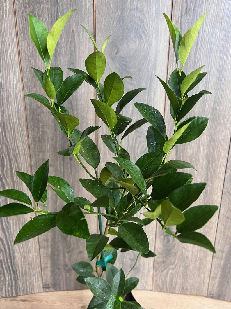 Persian Lime Tree in 1/2 Gallon Pot | Grafted Citrus x Latifolia | Bearss Lime for Patio & Container Gardening