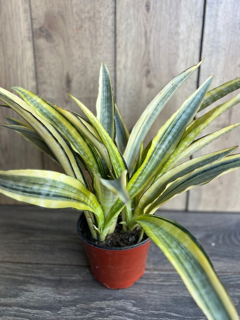 Sansevieria Lauren 6" Pot - Rare Snake Plant with Green and Yellow Striped Leaves, Air Purifying Indoor Plant, Sansevieria trifasciata