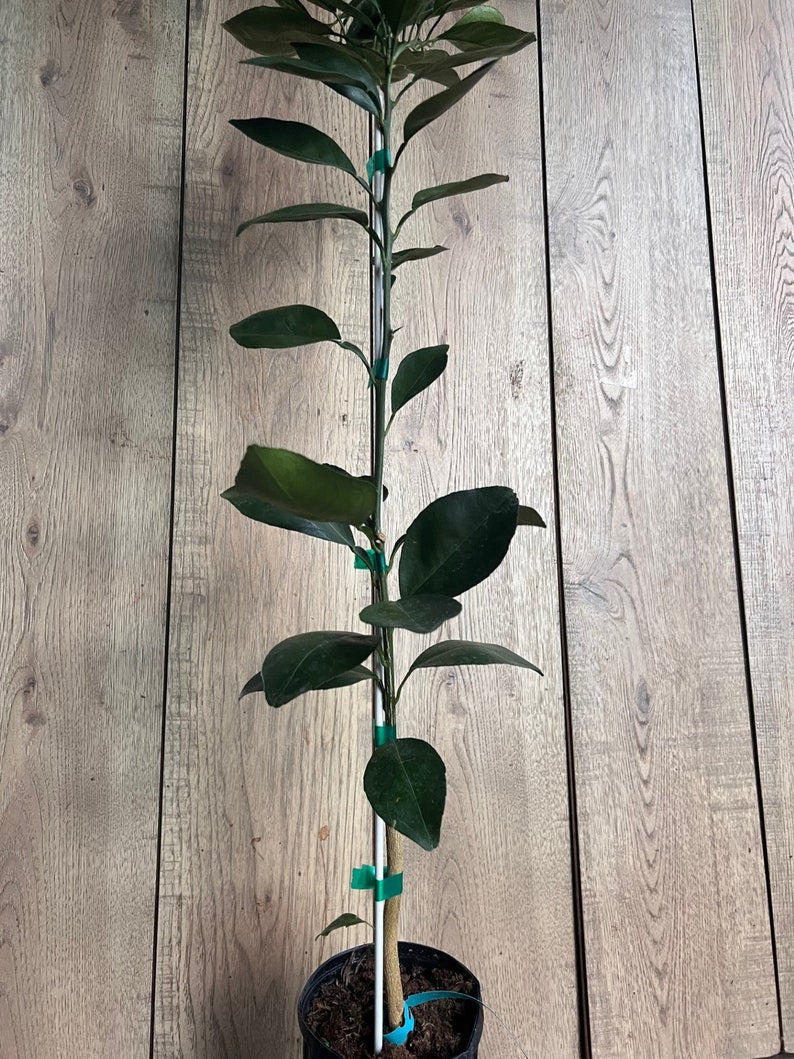 Grafted Shiranui Dekopon Mandarin Orange Tree in Half Gallon Pot | Sweet Citrus, Citrus reticulata | Florida Shipping