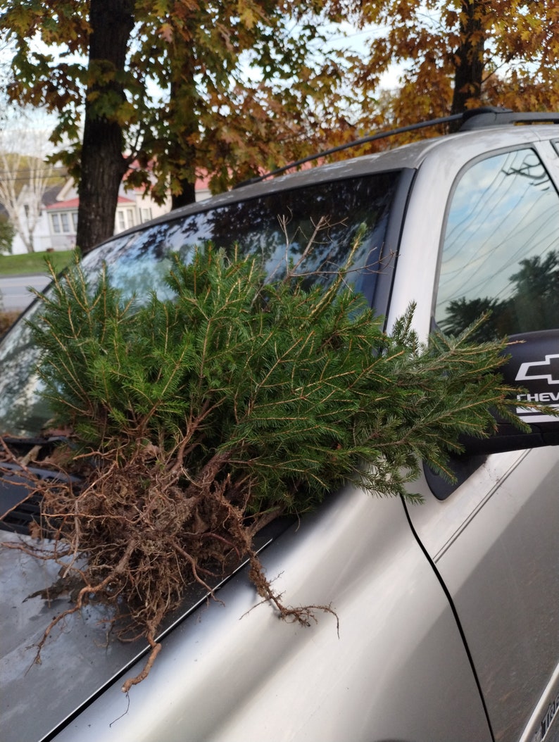 Spruce Tree Roots Red Red Spruce Tree Seedlings 6+ Bare Root Saplings Picea rubens from Main ...