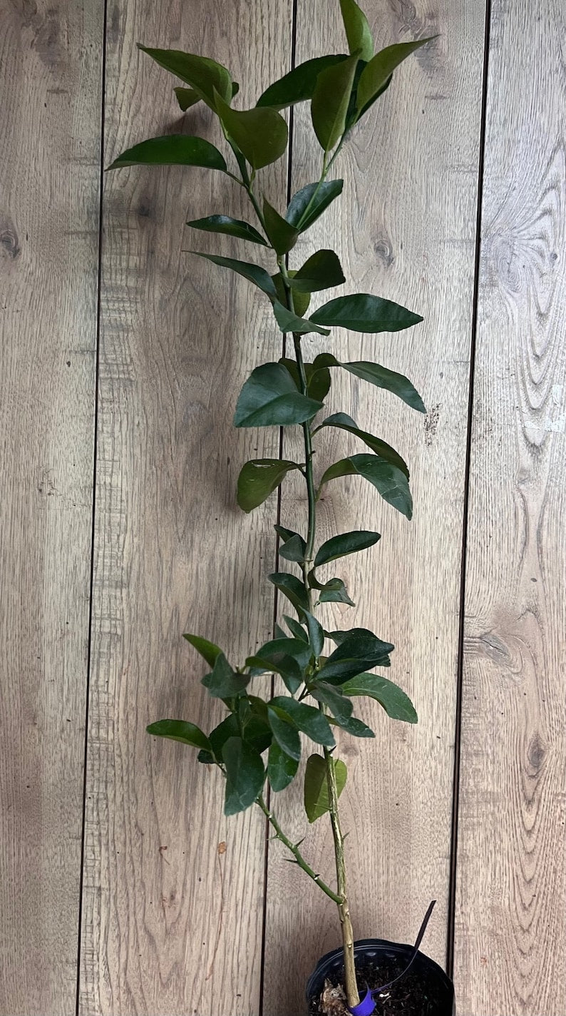 Valencia Orange Tree Grafted Citrus sinensis 1/2 Gallon Pot, Juicy Fruit Tree for Garden or Patio, Florida Shipping