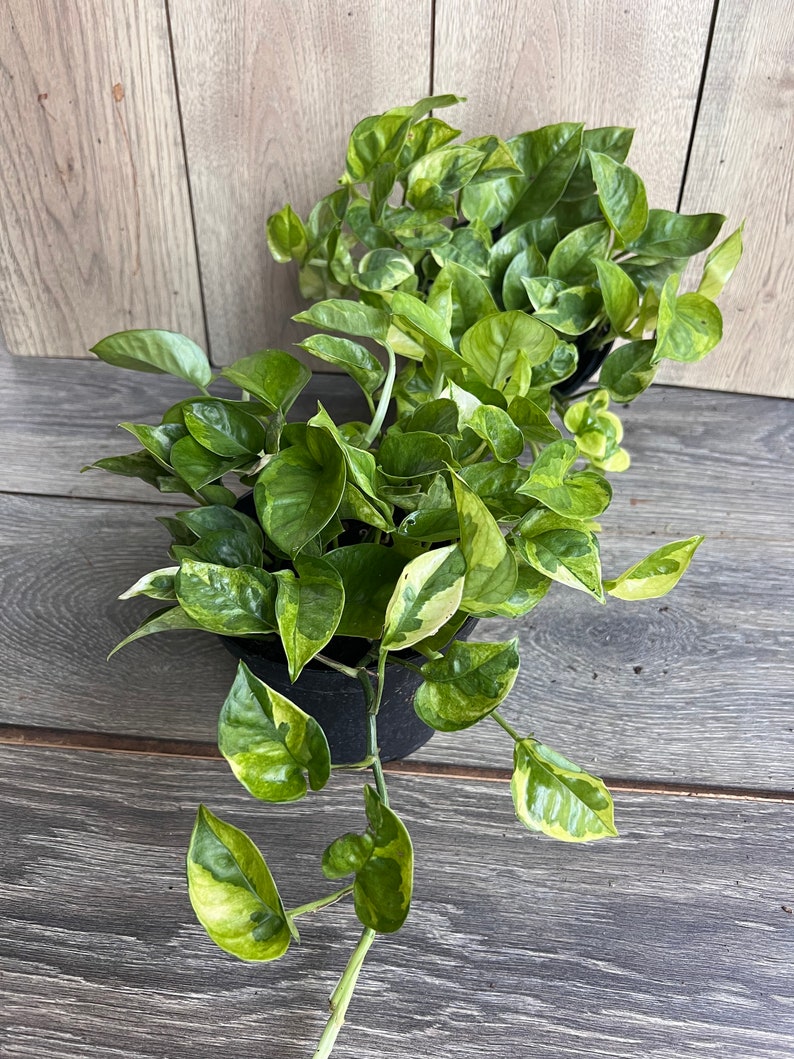 Lemon Meringue Pothos Plant in 6" Pot, Variegated Epipremnum aureum, Indoor Houseplant, Bright Yellow Green Foliage