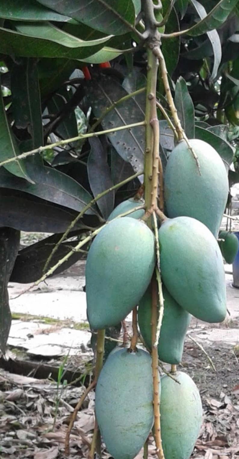 Mallika Mango Tree Grafted in 3-Gallon Pot, Disease Resistant, Sweet Mango, Mangifera indica